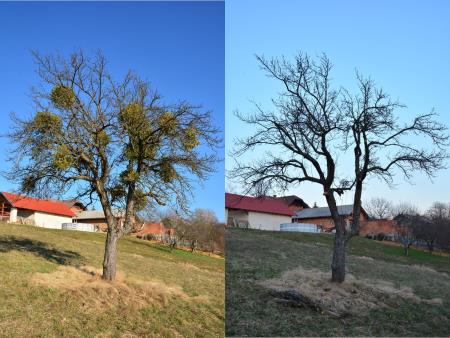 Obrezovanje sadnih dreves 1